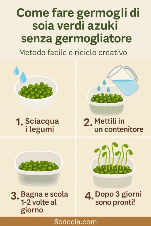 Germogli di soia procedimento (Medium) germogli di soia verdi fatti in casa, germogli senza germogliatore, riciclo creativo,