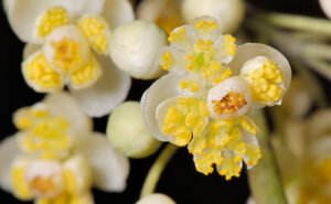 Olio essenziale di Litsea cubeba