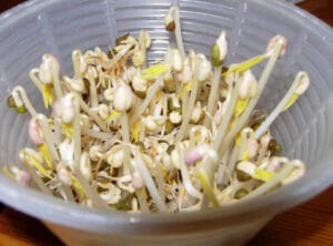 germogli di soia verdi, germogli senza germogliatore, riciclo creativo,