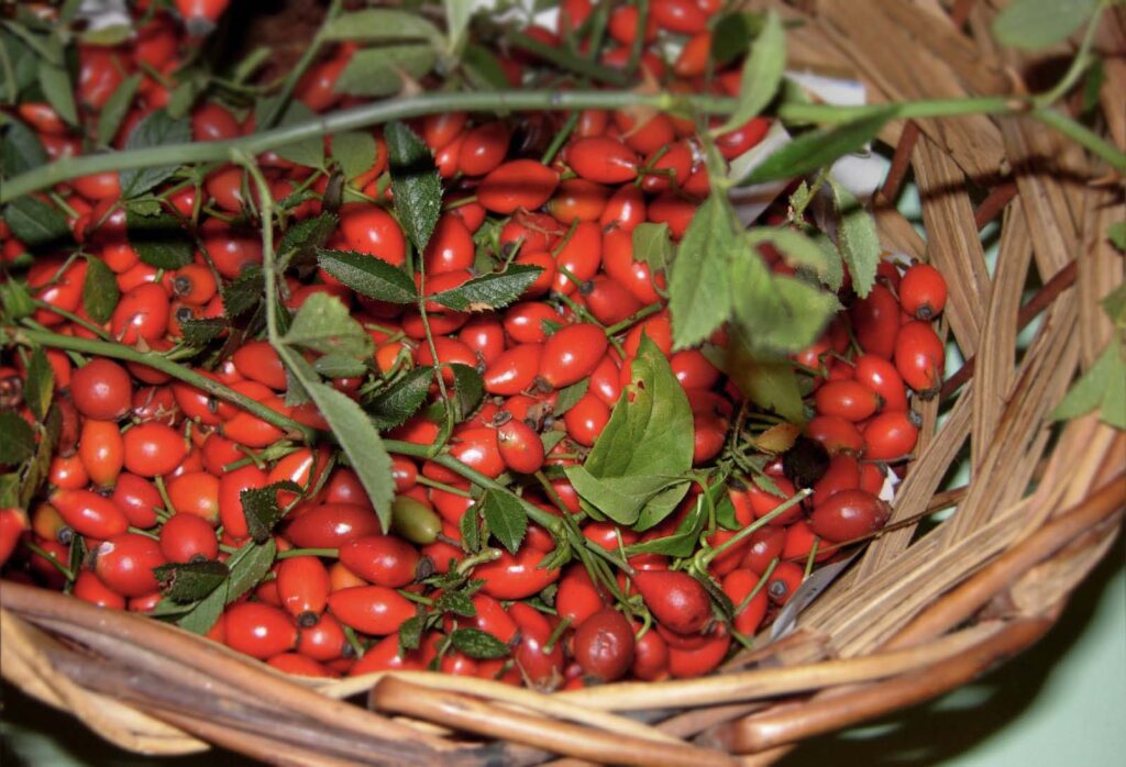 Cesto con bacche di rosa canina, chiamate anche grattaculi o grattacul