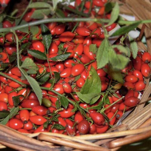 Cesto con bacche di rosa canina, chiamate anche grattaculi o grattacul