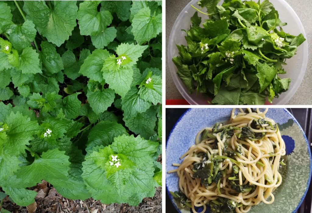 piatto di spaghetti con alliaria petiolata e gorgonzola