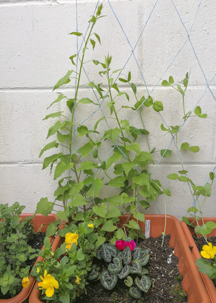 Spinacio rampicante (Hablitzia tamnoides) coltivato in vaso