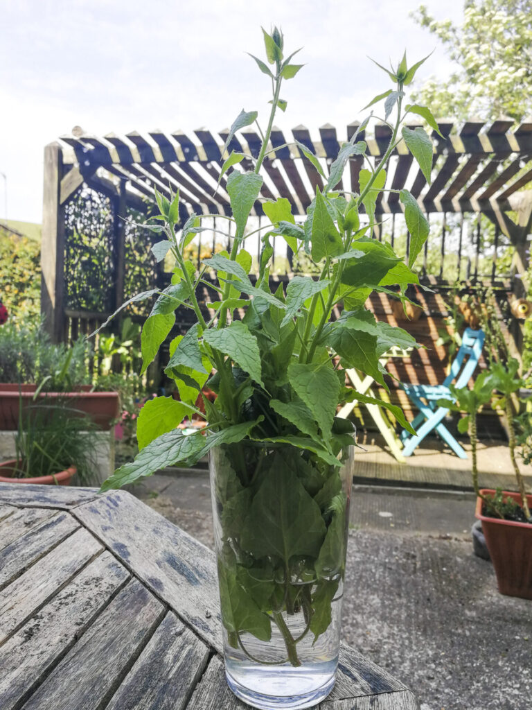 Raccolta di spinacio rampicante (Hablitzia tamnoides) coltivato in vaso